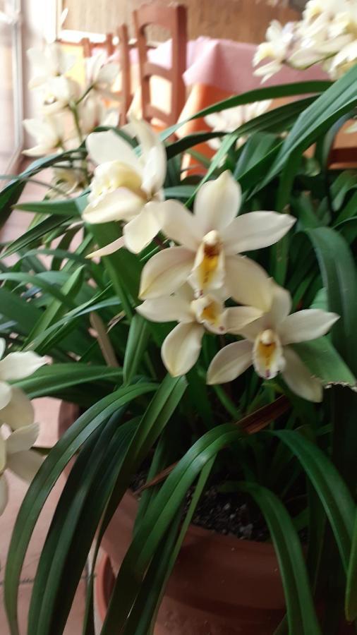 Bed and Breakfast Nonna lory Pietrasanta Esterno foto